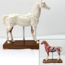 A03(12003) Educational Veterinarian's Plastic Horse Acupuncture Anatomical Models 12003
